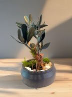 Bonsaï Stabilisé en Olivier Naturel | Décoration Zen Sans Entretien | Arbre Miniature en Pot Gris | Cadeau Nature Original