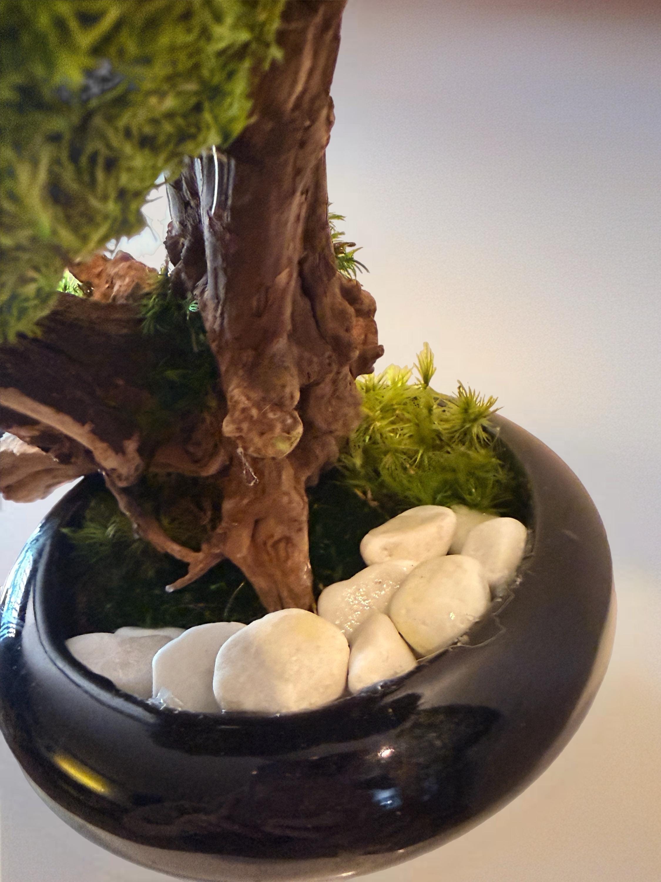 Bonsaï Stabilisé dException sur Coupe en céramique   Pièce Unique- Décoration Zen Naturelle et sans entretien