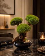 Bonsaï Stabilisé dException sur Coupe en céramique   Pièce Unique- Décoration Zen Naturelle et sans entretien