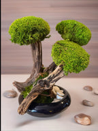 Bonsaï Stabilisé dException sur Coupe en céramique   Pièce Unique- Décoration Zen Naturelle et sans entretien